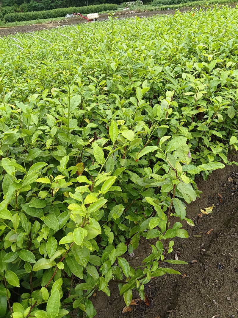 乌牛早茶苗