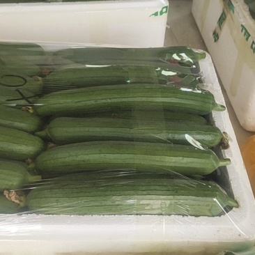 油丝瓜通货，20-40厘米
