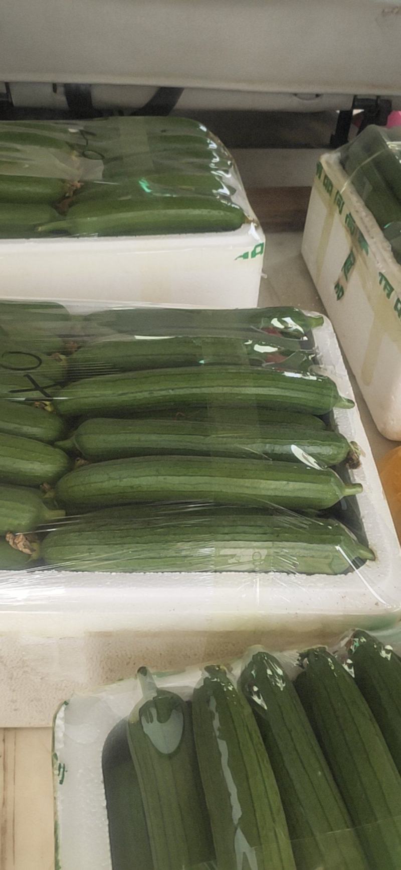 油丝瓜通货，20-40厘米