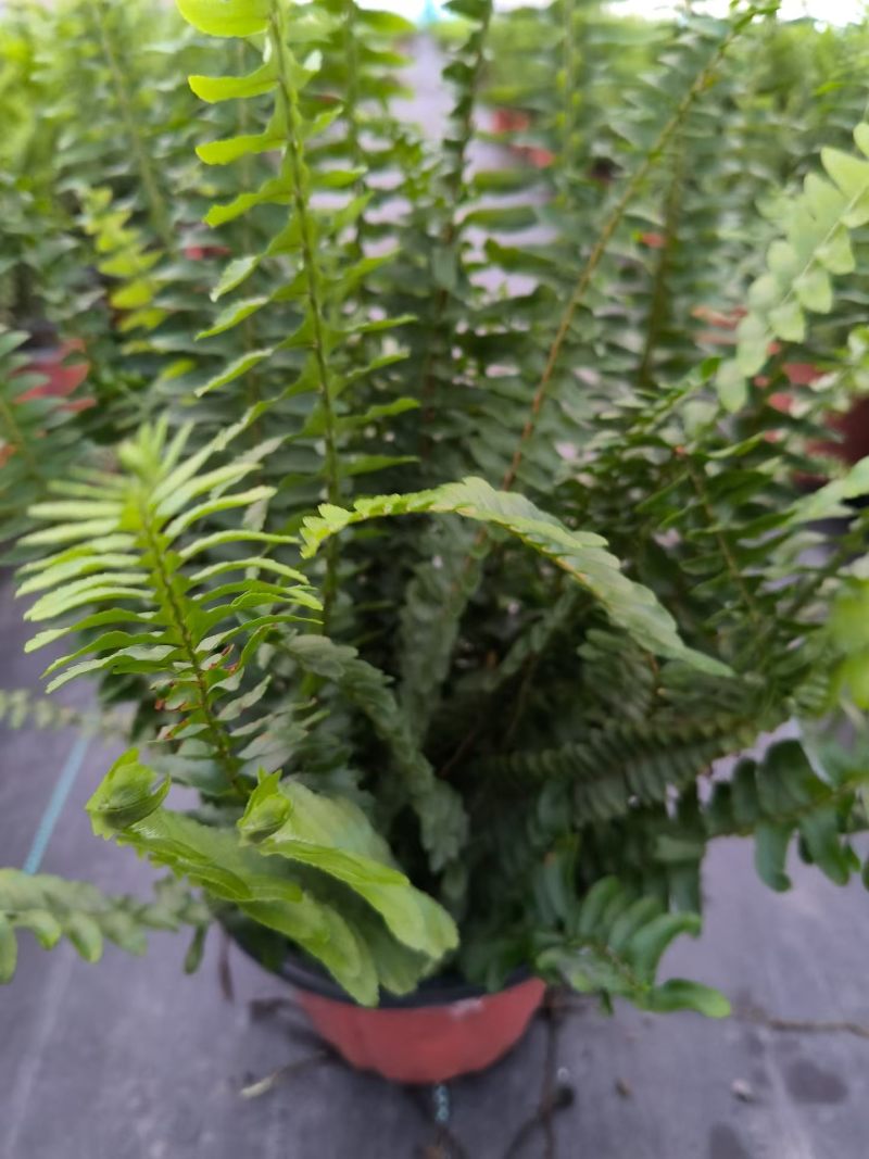 肾蕨一加仑、两加仑
