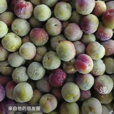 半边红李子大果10斤装108元，中果10斤装88元，小果