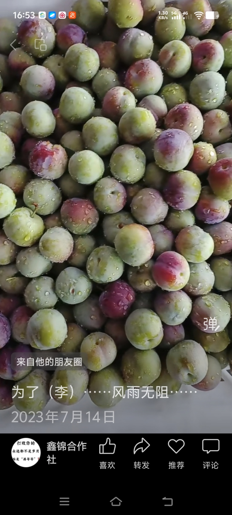 半边红李子大果10斤装108元，中果10斤装88元，小果
