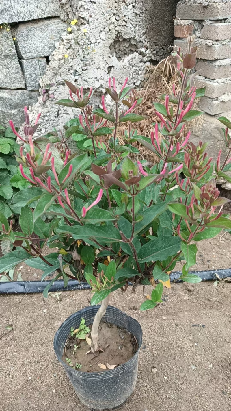 金银花苗一年苗1元包邮，两年苗1.5元包邮，三年苗2元包