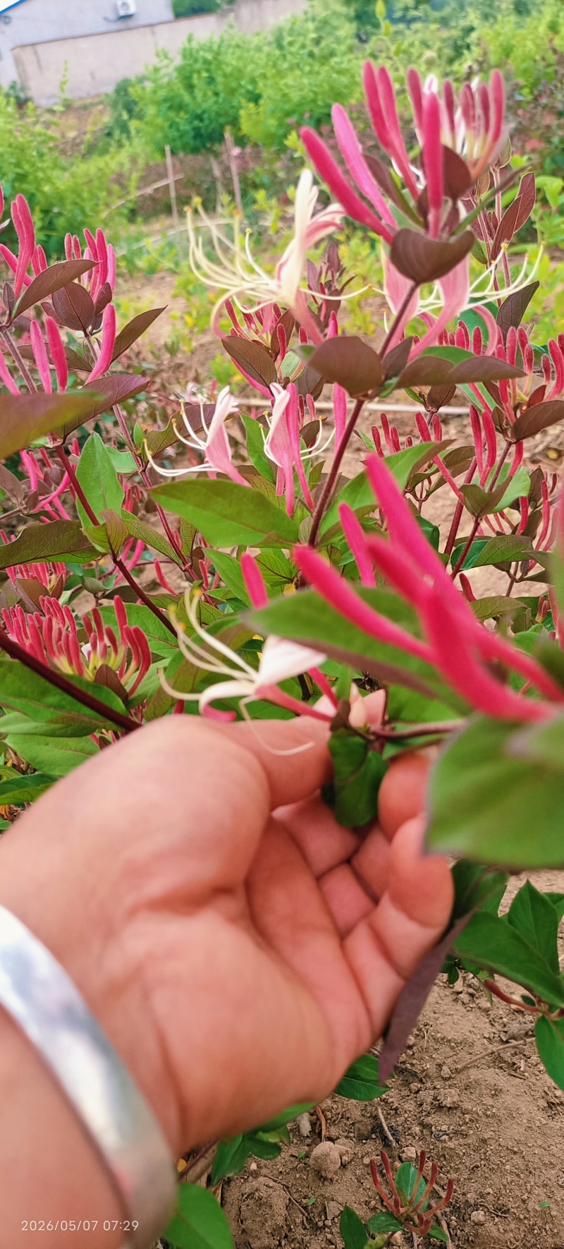 金银花苗一年苗1元包邮，两年苗1.5元包邮，三年苗2元包