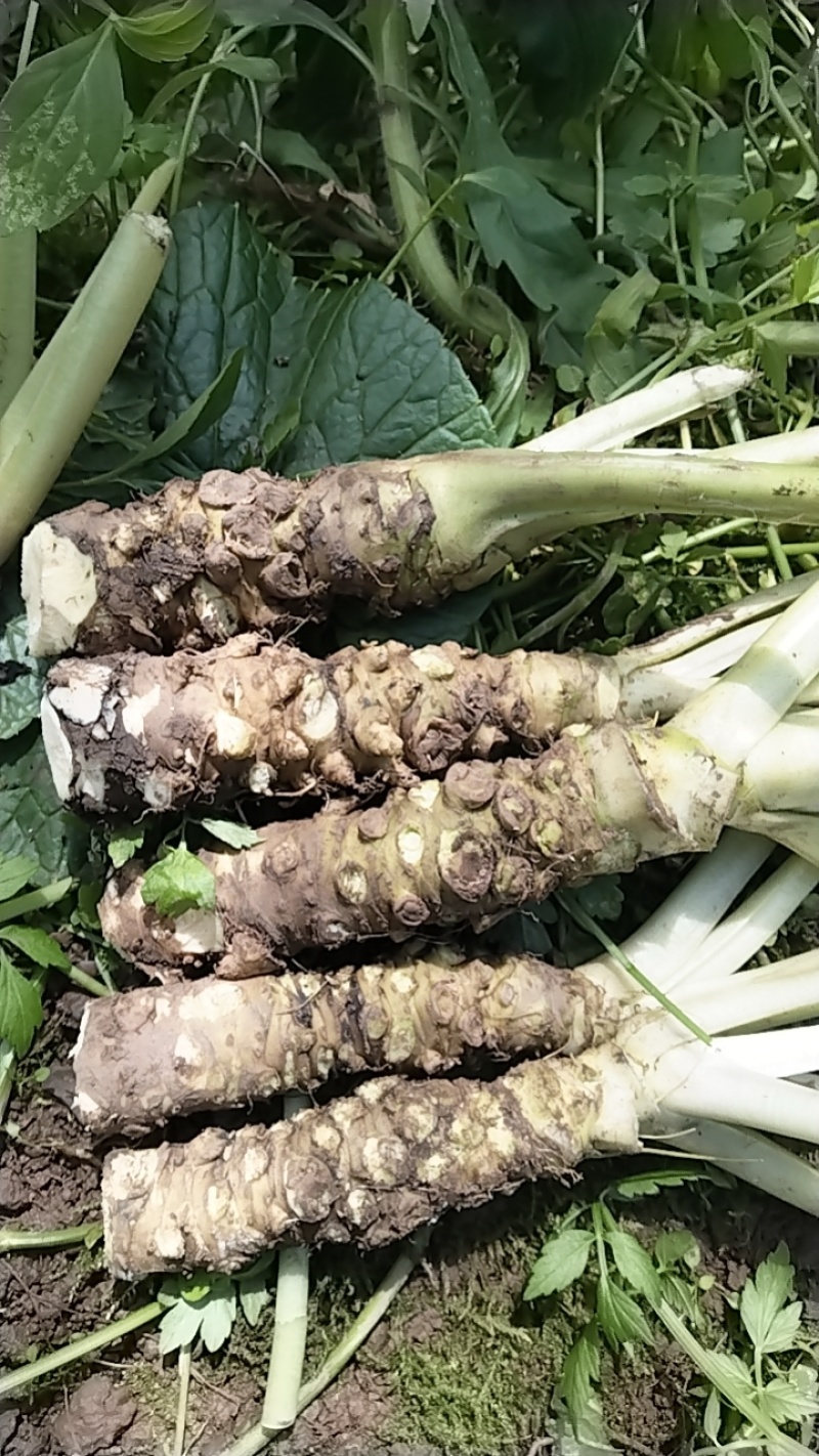 山葵鲜货山葵主茎。通货（3公分以上）4000元/吨，不挑