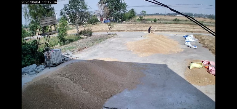 小麦白麦