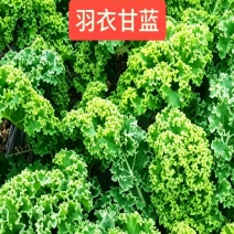 羽衣甘蓝通货网袋包装10吨起/精品泡沫箱压冰包装15斤/