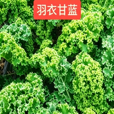 羽衣甘蓝通货网袋包装10吨起/精品沙拉杆泡沫箱包装15斤