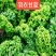 羽衣甘蓝通货网袋包装10吨起/精品沙拉杆泡沫箱包装15斤