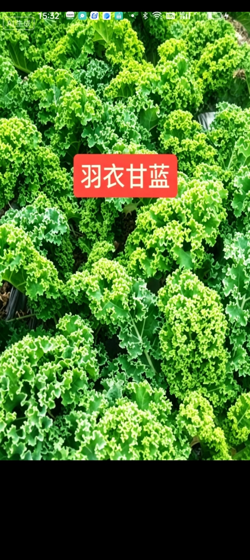 羽衣甘蓝通货网袋包装10吨起/精品沙拉杆泡沫箱包装15斤