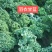 羽衣甘蓝通货网袋包装10吨起/精品沙拉杆泡沫箱包装15斤