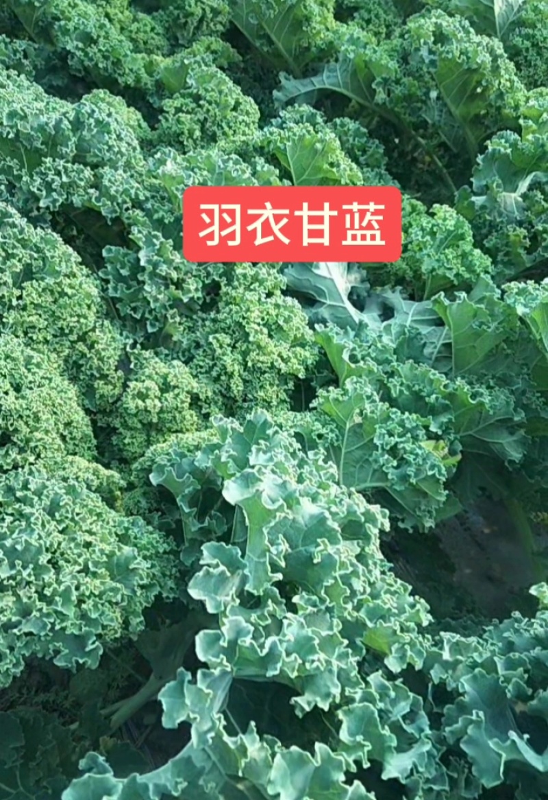 羽衣甘蓝通货网袋包装10吨起/精品沙拉杆泡沫箱包装15斤