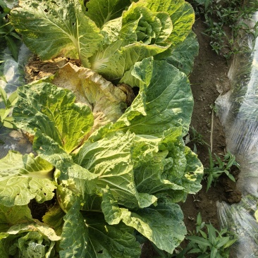 白菜平均每颗四斤左右
