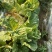 白菜平均每颗四斤左右