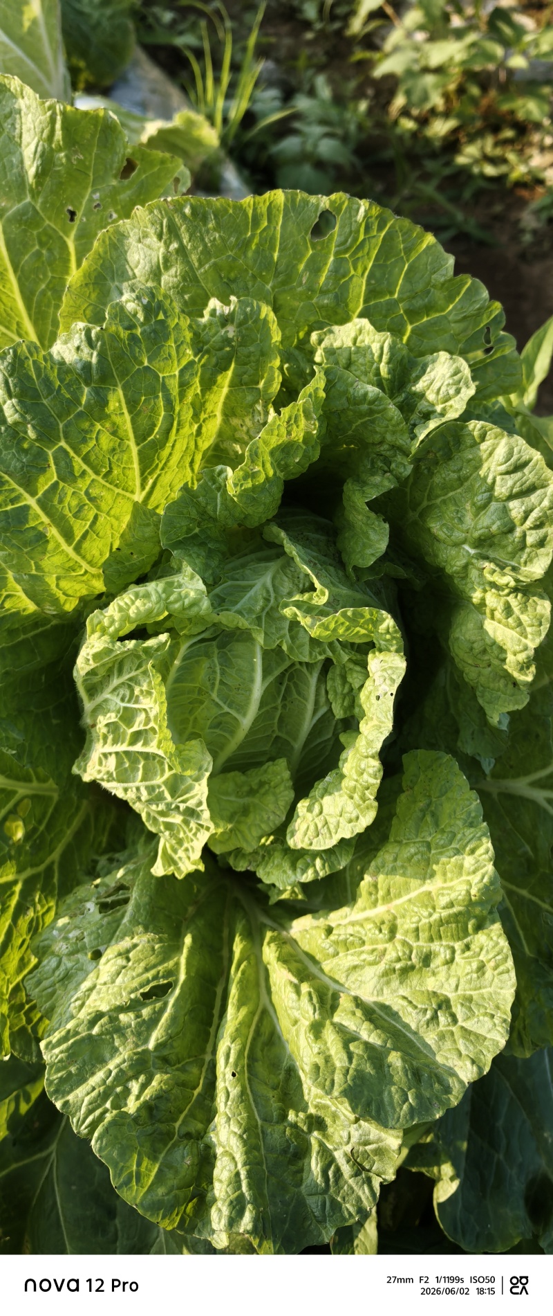 白菜平均每颗四斤左右