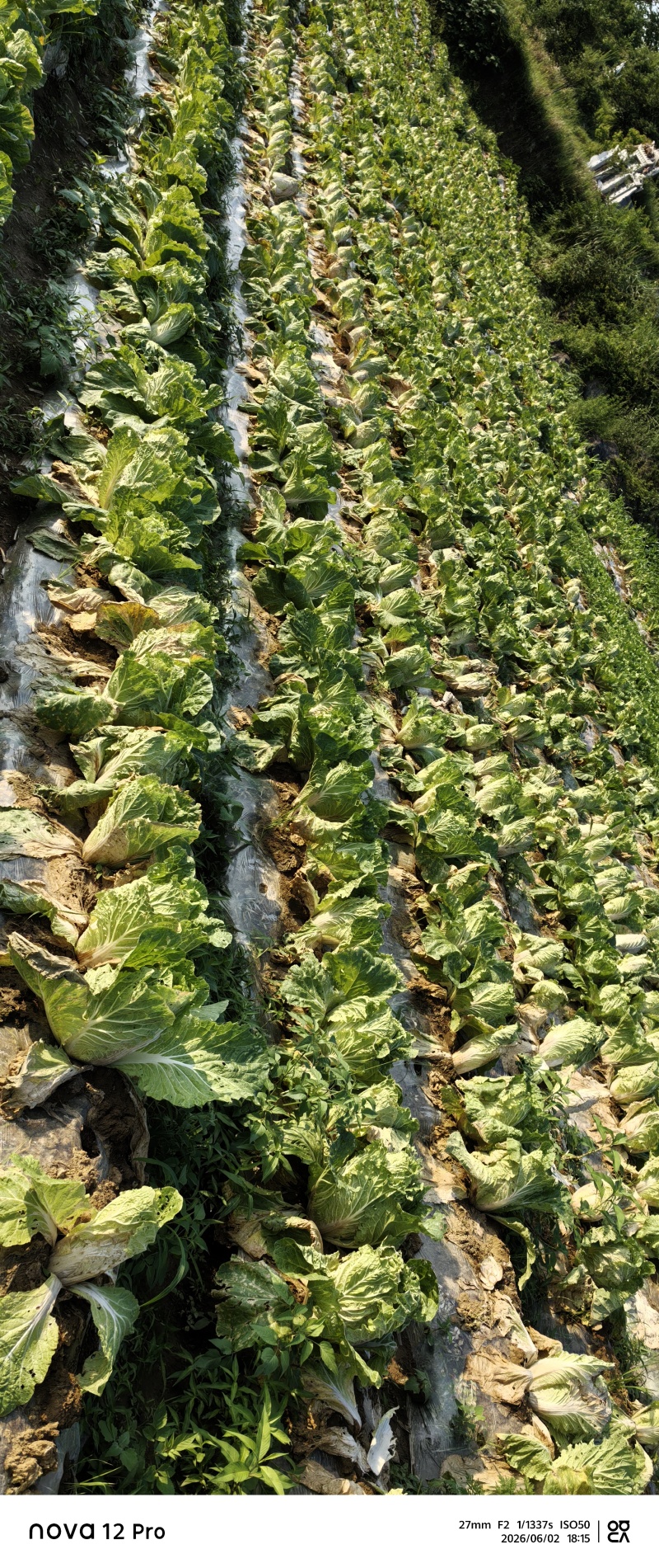 白菜平均每颗四斤左右