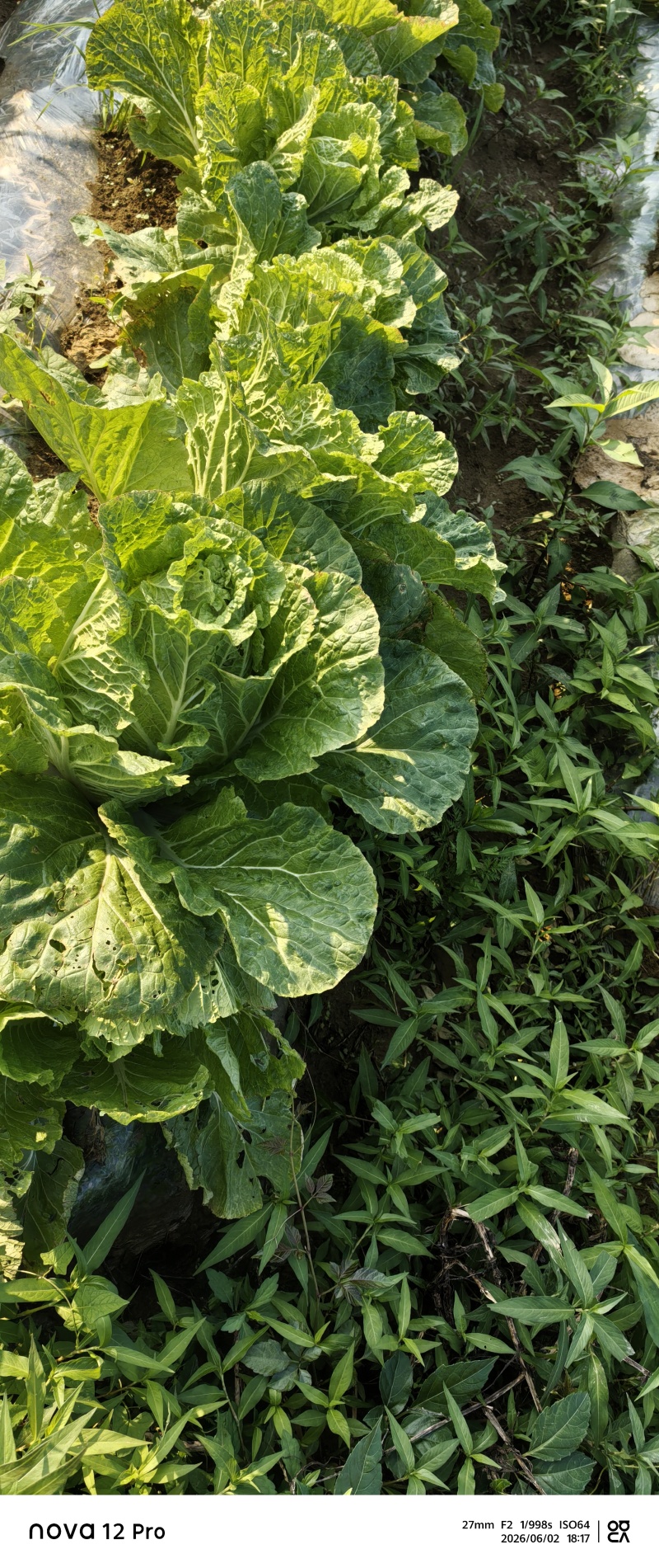 白菜平均每颗四斤左右