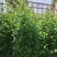 艾草1-2米高，约300-400克/棵