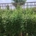 艾草1-2米高，约300-400克/棵