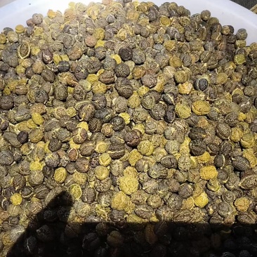 草豆蔻干货