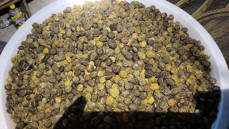 草豆蔻干货