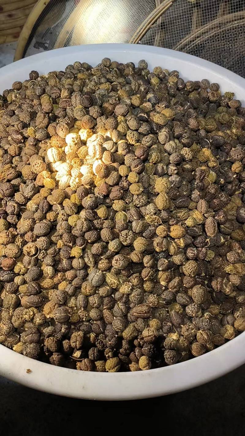 草豆蔻干货