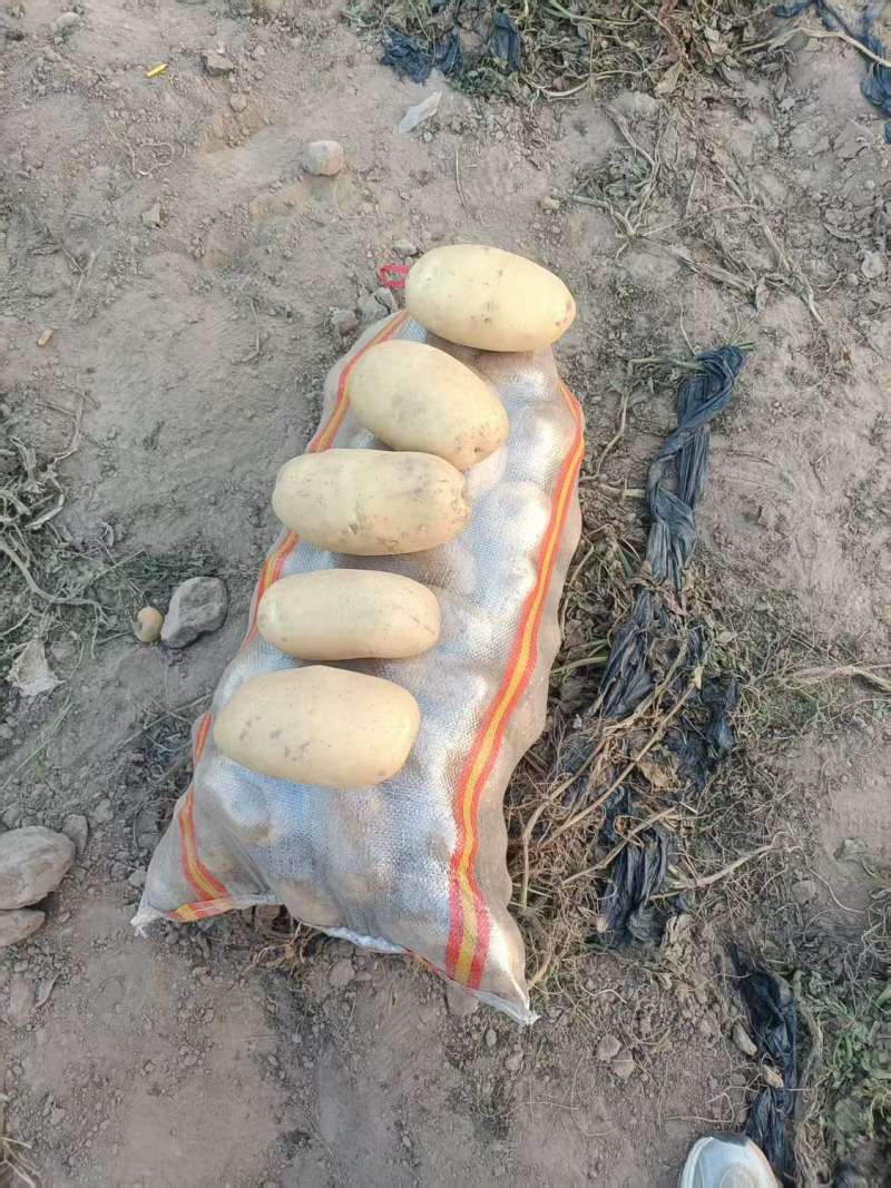 土豆三两起步，沃土五号