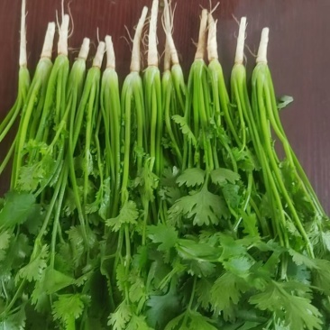 香菜精品铁干青