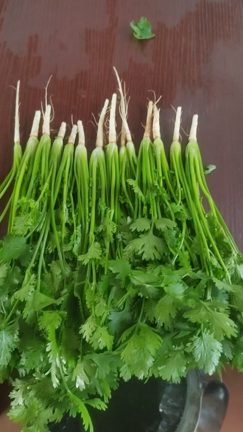 香菜精品铁干青