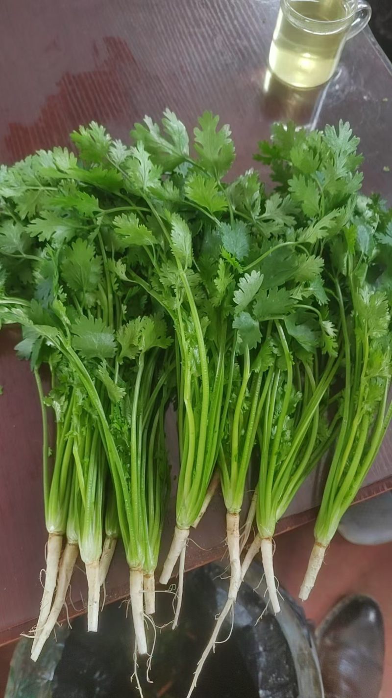 香菜精品铁干青