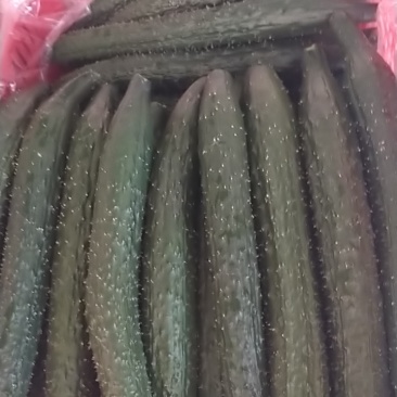 密刺黄瓜中小条黄瓜