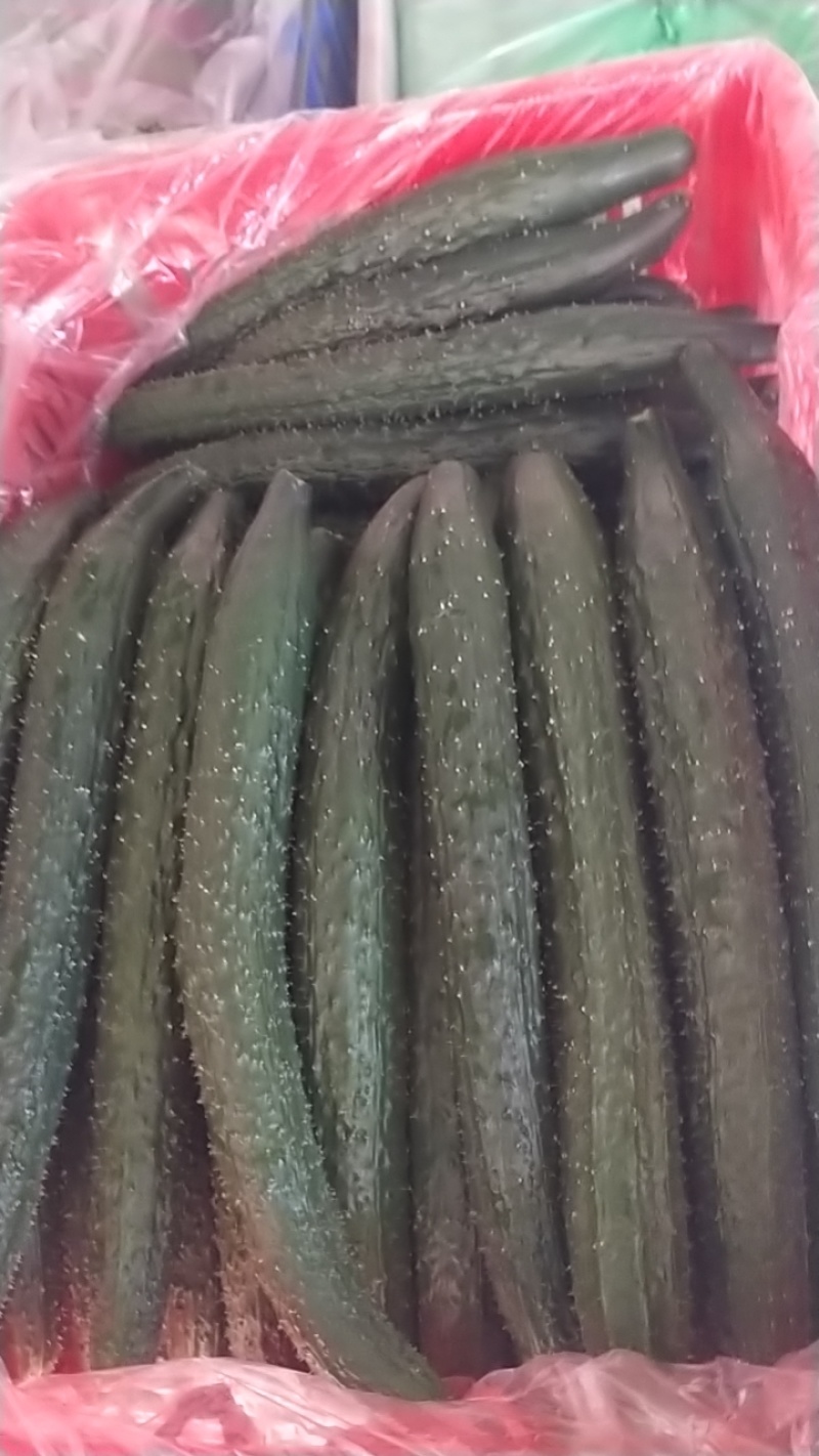 密刺黄瓜中小条黄瓜