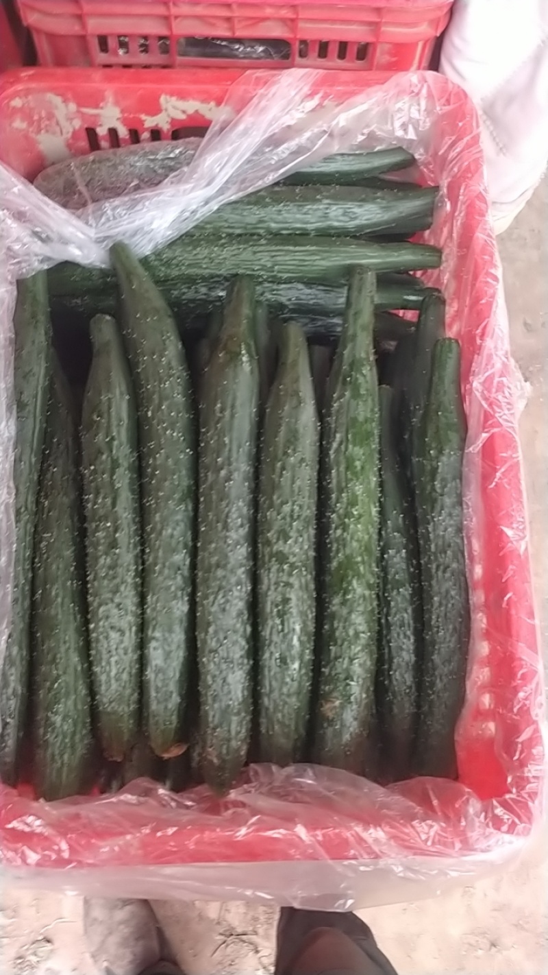 密刺黄瓜中小条黄瓜