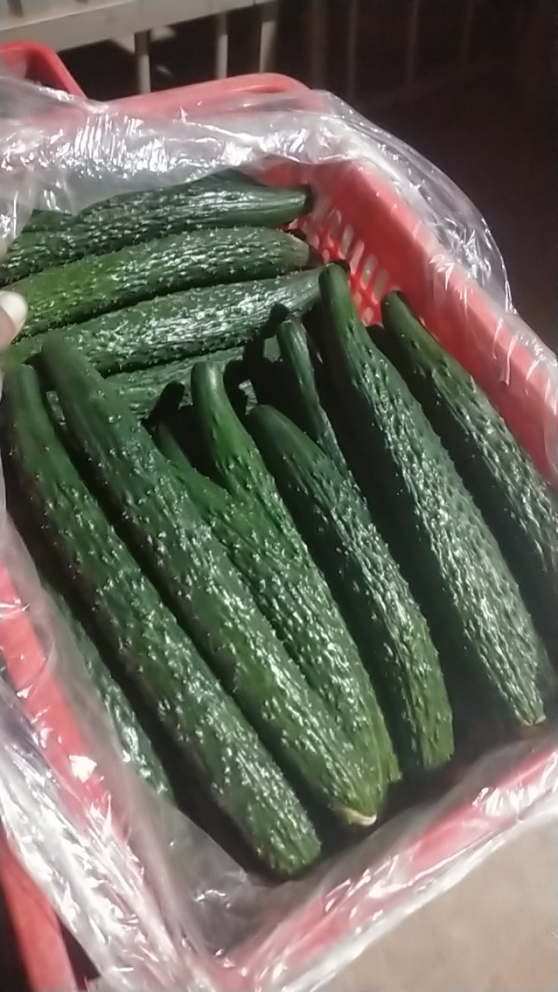 密刺黄瓜中小条黄瓜