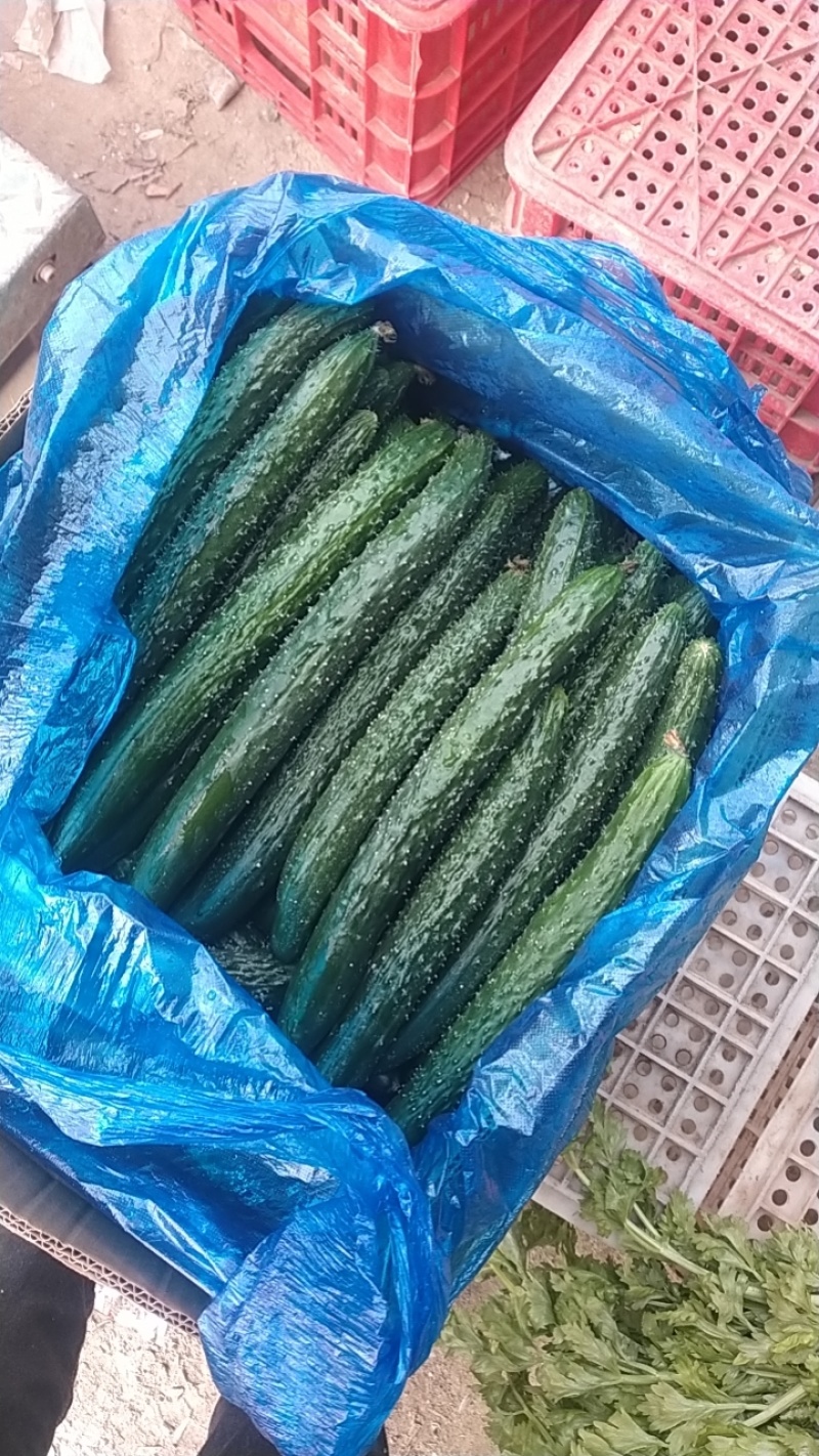 密刺黄瓜中小条黄瓜