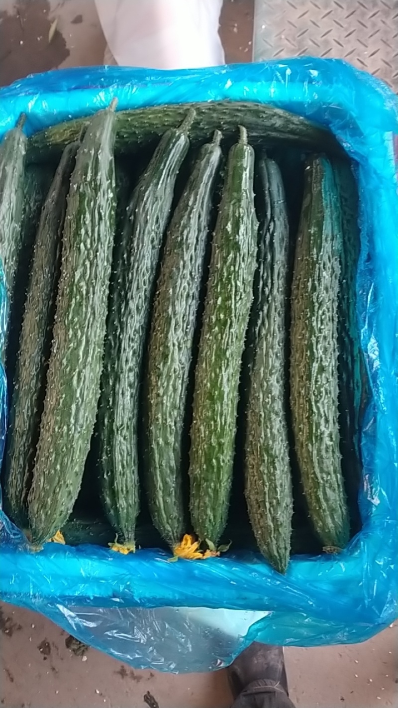 密刺黄瓜中小条黄瓜