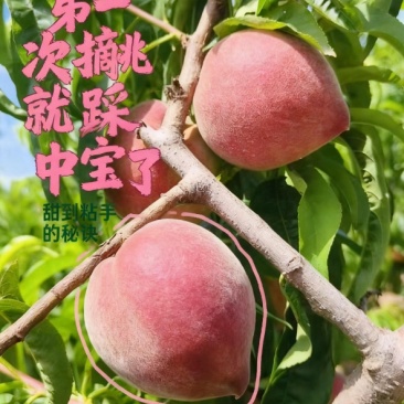 春雪桃3两起步