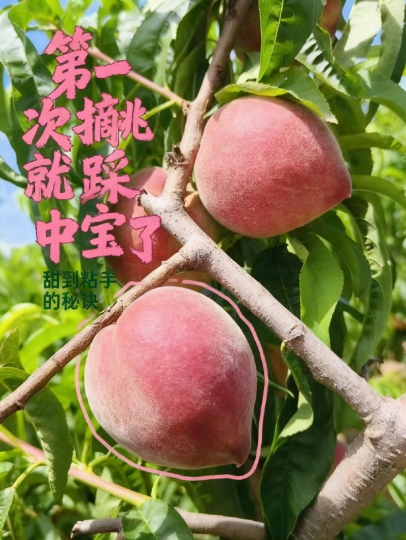 春雪桃3两起步