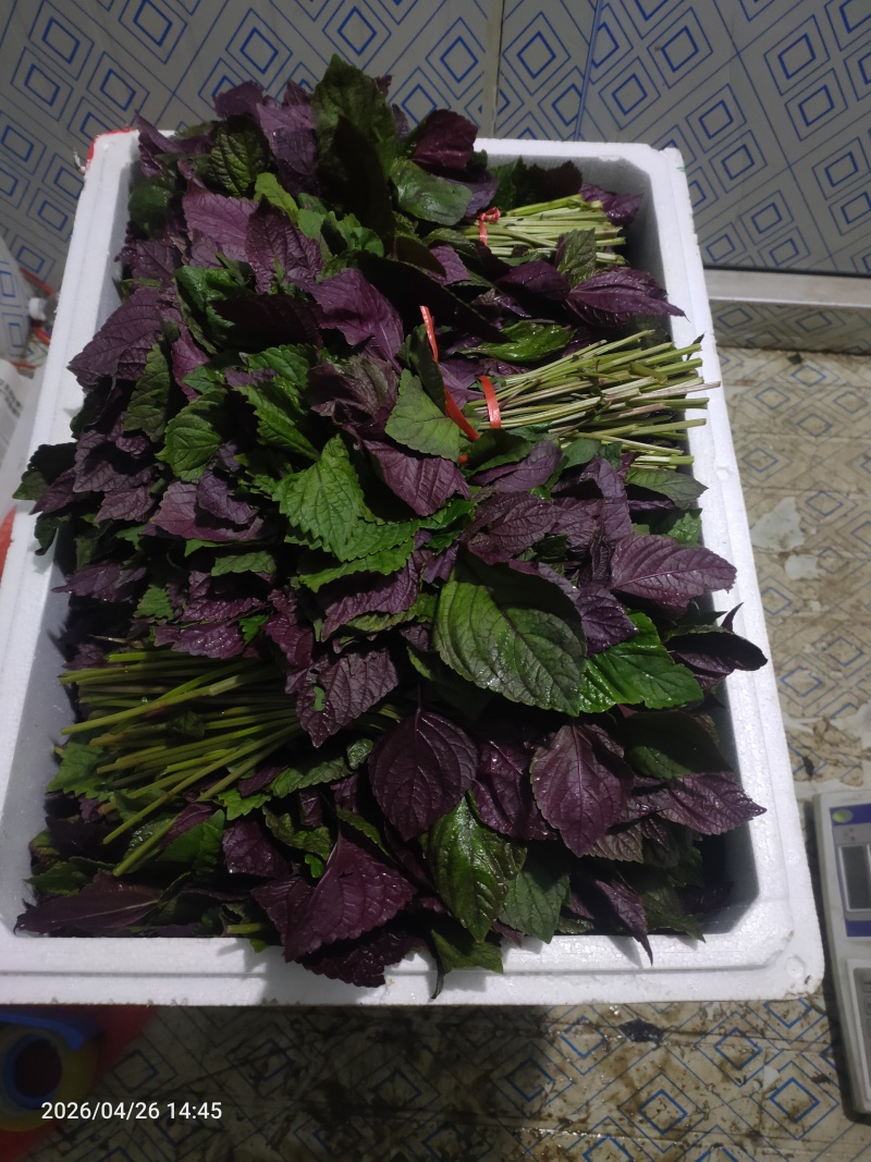 紫苏叶40公分长扎把