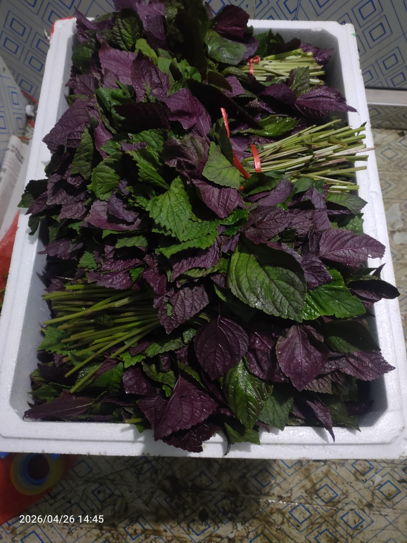 紫苏叶40公分长扎把