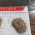绞股蓝保健品级，干货，水洗切制1-1.5mm小段