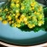 麦仁脱壳
