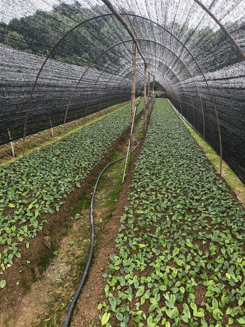 金果榄苗20-30公分以上，一年苗到三年苗都有