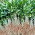 栀子花苗50公分以上，水栀子苗、药栀子苗