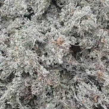 茵陈