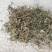 车前草