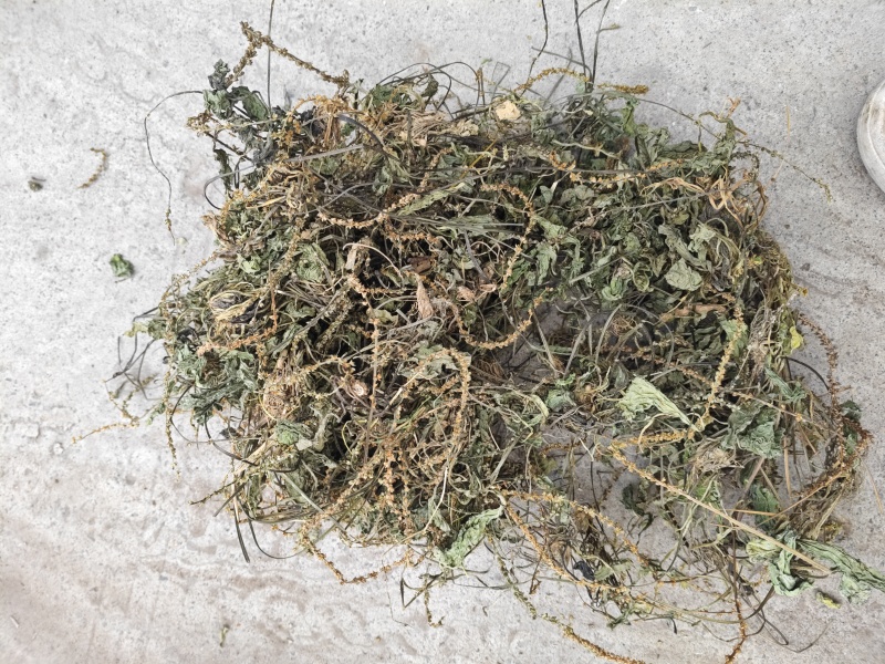 车前草