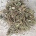 车前草