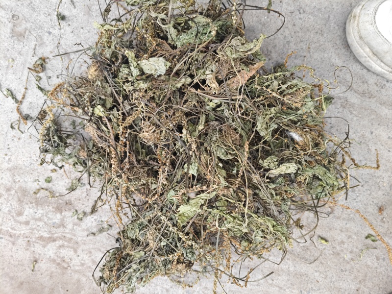 车前草