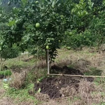 香水柠檬2两到3两半，统货